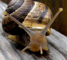 Snail